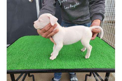 成約済の愛知県のその他の犬種-160915の3枚目